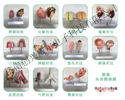 吸毒前后器官对比模型